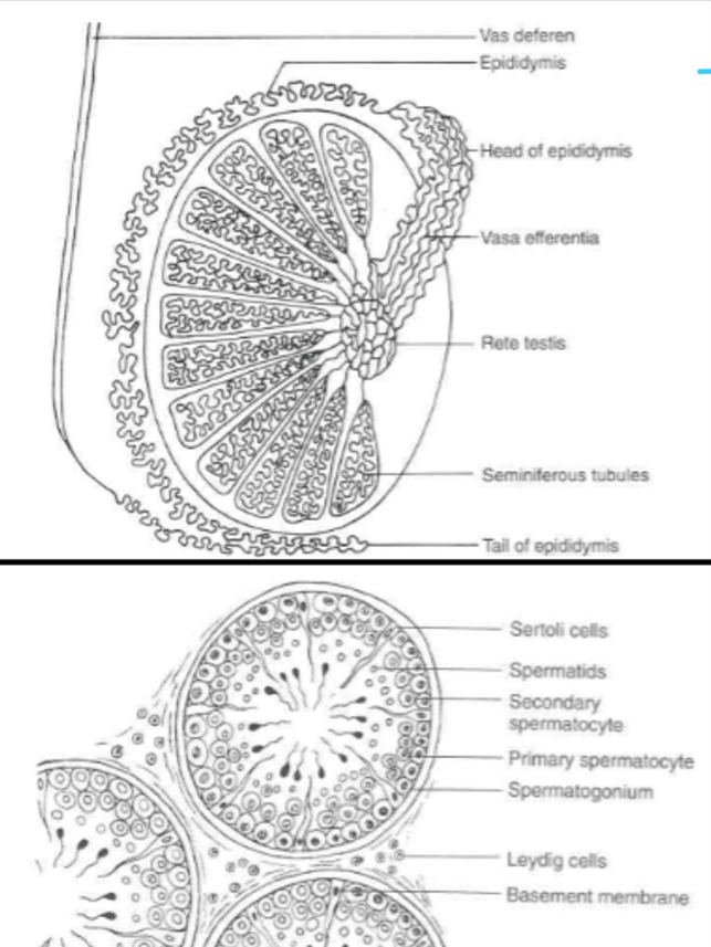 <p>seminiferous tubules </p>