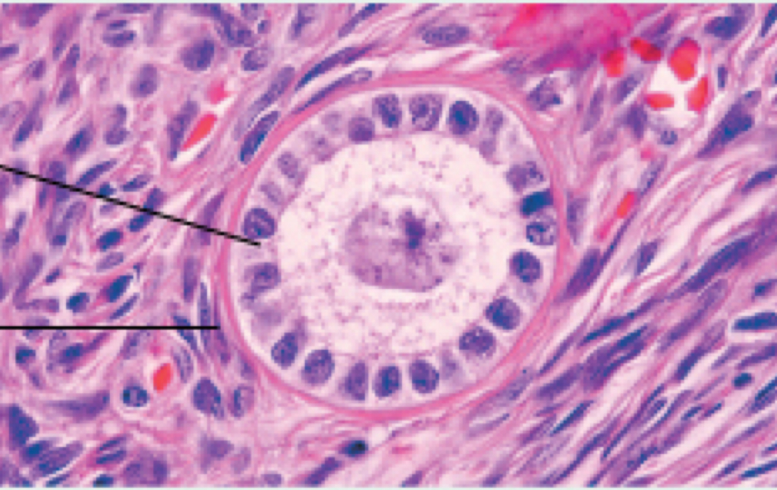 <p>Primary follicle (ovarian cycle)</p>