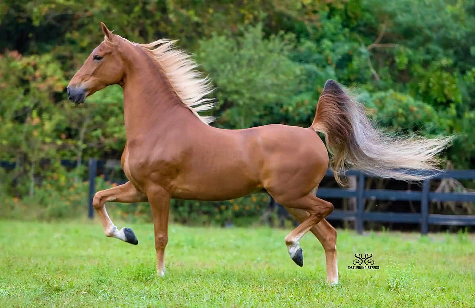 <p>Long arched neck with high heads</p><p>Level topline and high tail set</p>