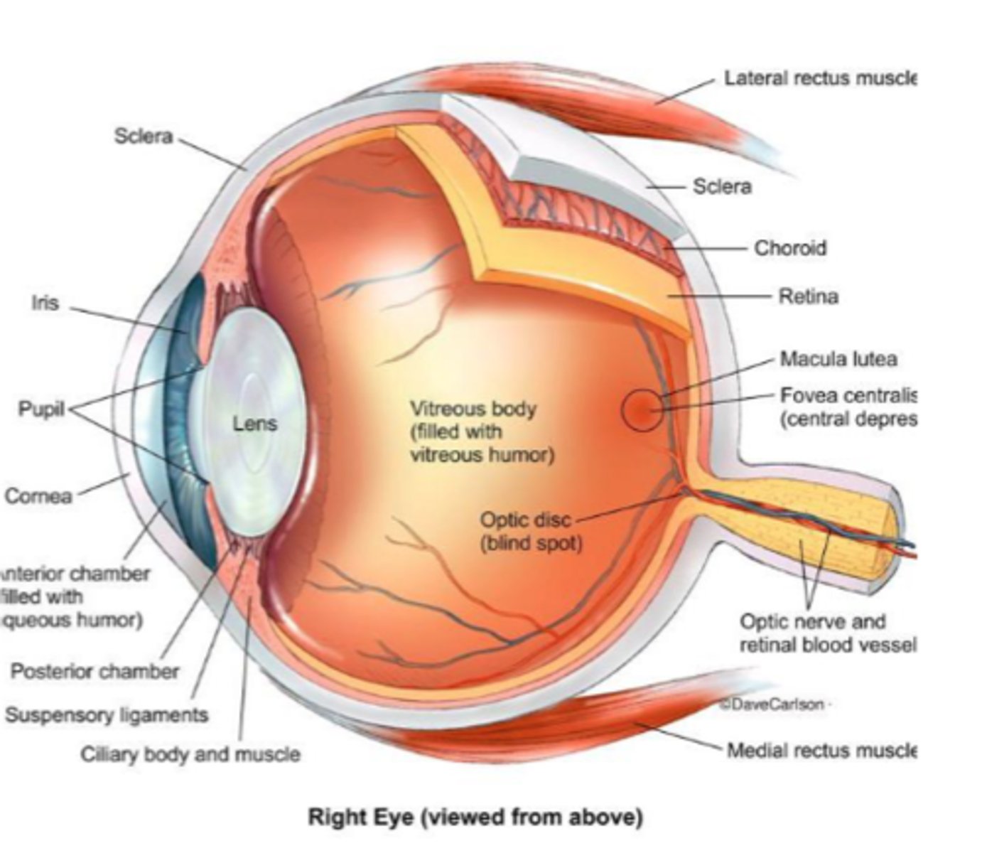 <p>- Sclera</p><p>- Choroid</p><p>- Retina</p>