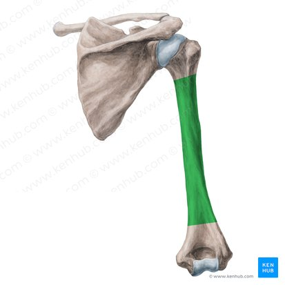 <p>main portion of the humerus</p>