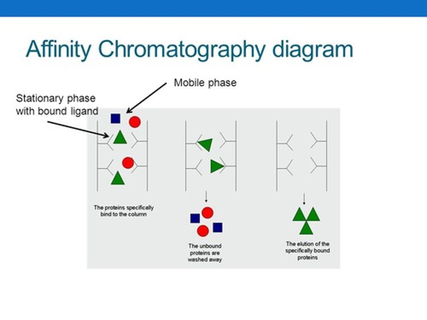 <p>You do Affinity Chromatography (Column or Gas) in which the Stationary Phase contains a chiral enzyme that only binds to one of the two enantiomers.</p>