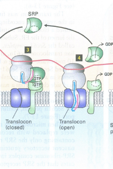 <p><span>insertion of the newly synthesized AA chain (signal sequence)  through the translocon </span></p>