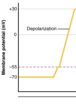 <p>What happens once the threshold potential is met?-salty banana</p>
