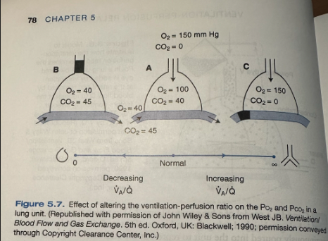 <ul><li><p><span>Figure C shows an increase of the ventilation-perfusion ratio by decreasing blood flow</span></p><ul><li><p><span>Can be due to a blood clot (pulmonary embolism)</span></p></li><li><p><span>O2 rises and CO2 falls, eventually reaching the composition of inspired gas when blood flow is abolished (ventilation-perfusion ratio of infinity)</span></p></li></ul></li></ul><p></p>