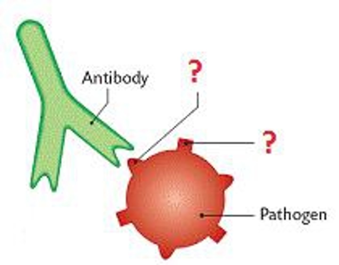 <p>a protein or carbohydrate that, when introduced in the blood, can trigger the production of an antibody</p>