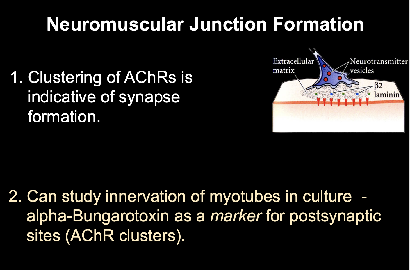 <ol><li><p>Use alpha bungarotoxin as a marker for postsynaptic sites</p></li><li><p>binds irreversibly to AChR </p></li><li><p>bound with a fluorescent tag</p></li><li><p>Shows→ growth cones arrive and aggregate into clusters→ forming a synapse</p></li></ol><p></p>