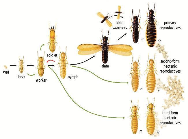 <p>blattodea family rhinotermitidae </p>