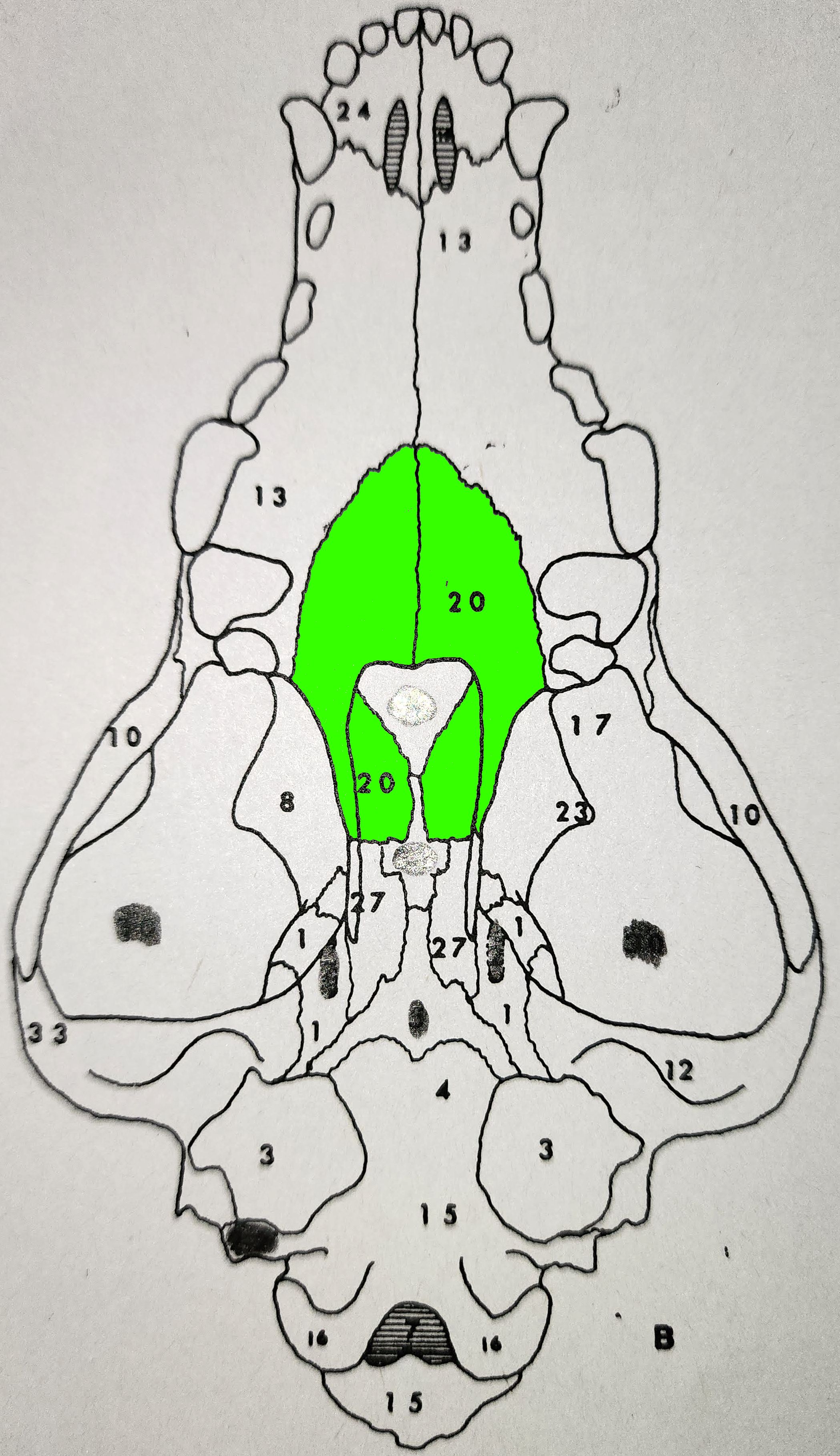 knowt flashcard image