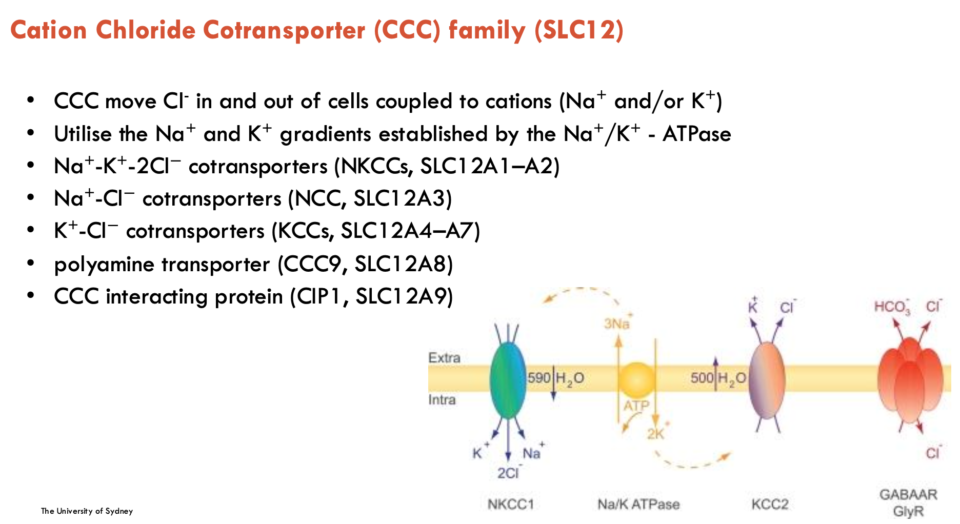 <p>CCC refers to the Cation Chloride Cotransporter family (SLC12)</p><ul><li><p>moves Cl<sup>-</sup> in and out of cells coupled to cations (Na<sup>+</sup> and/or K<sup>+</sup>)</p></li><li><p>uses Na<sup>+</sup> and K<sup>+</sup> gradients established by the Na<sup>+</sup>/K<sup>+</sup>-ATPase</p></li></ul><p>Has many different types (only first two to know in detail):</p><ul><li><p>Na<sup>+</sup>-K<sup>+</sup>-2Cl<sup>-</sup> co-transporters (NKCCs, SLC12A1-A2)</p></li><li><p>Na<sup>+</sup>-Cl<sup>-</sup> co-transporters (NCC, SLC12A3)</p></li><li><p>K<sup>+</sup>-Cl<sup>-</sup> co-transporters (KCCs, SLC12A4-A7)</p></li><li><p> polyamine transporter (CCC9, SLC12A8)</p></li><li><p>CCC interacting protein (CIP1, SLC12A9)</p></li></ul><p></p>