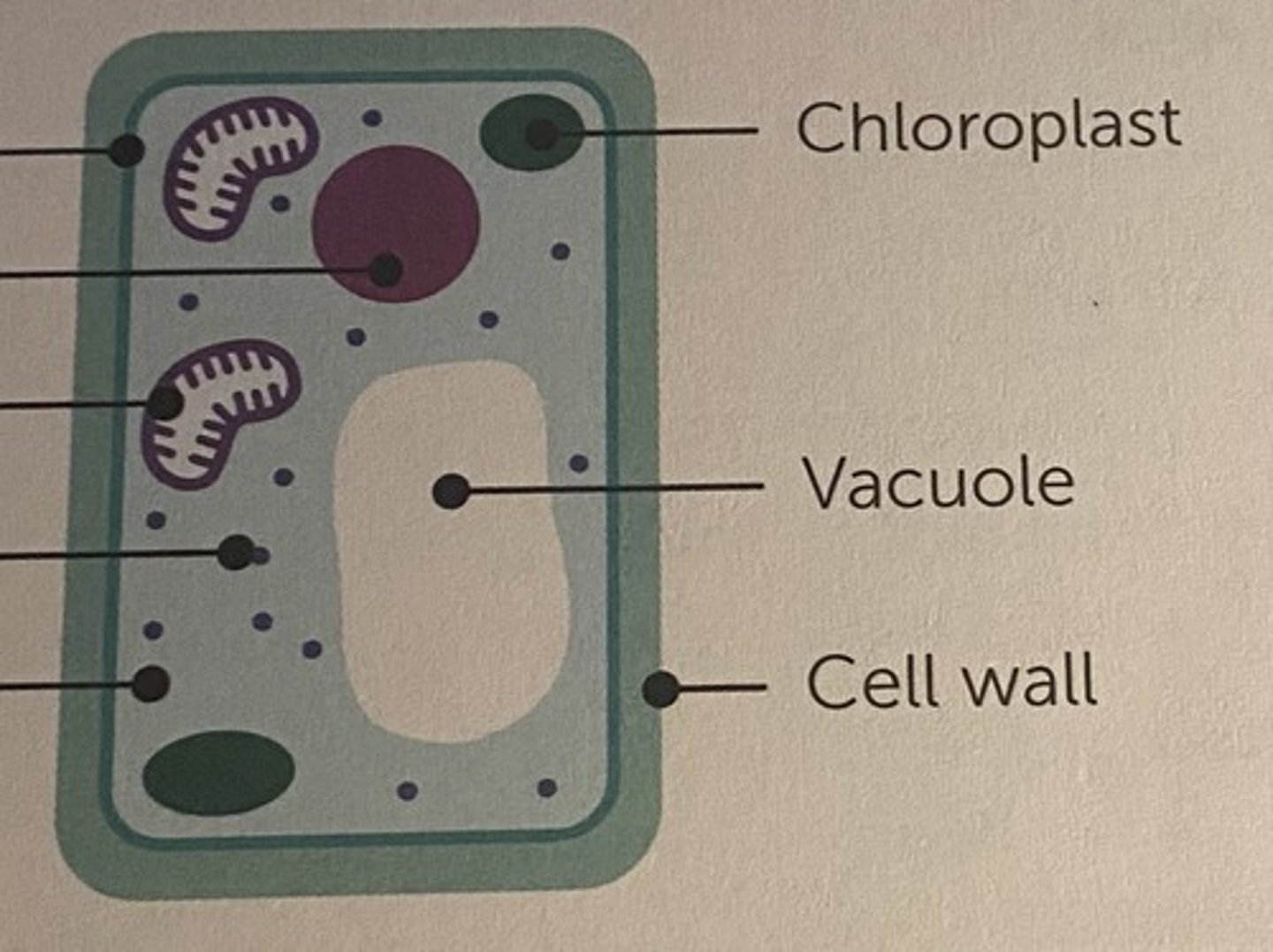 <p>- cell wall</p><p>- vacuole</p><p>- chloroplasts</p>