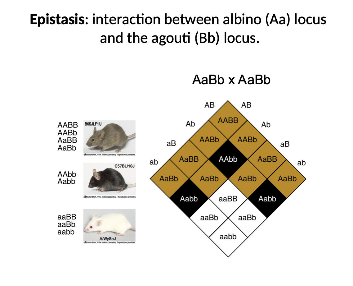 <ul><li><p>kind of inheritance</p></li><li><p>albino and agouti genes in mice have an epistatic relationship (not additive)</p></li><li><p>so if you are homozygous recessive for the albino gene (aa) it doesn’t matter what you are for the agouti gene (always albino)</p></li><li><p>albino gene has “super dominance”</p></li></ul>