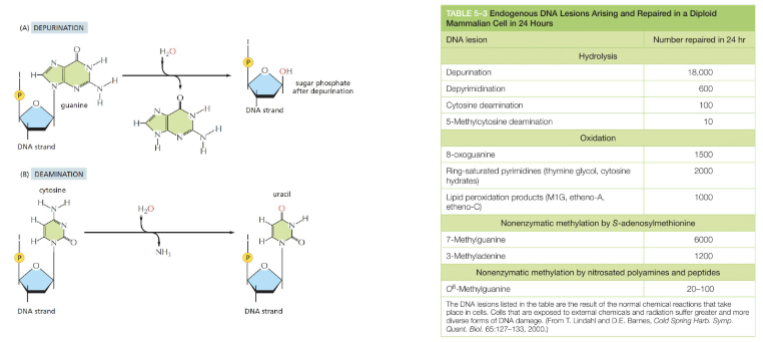<p><strong>Wat gebeurt er:</strong></p><ul><li><p>Een purinebase (adenine (A) of guanine (G)) wordt spontaan verwijderd van de suiker in het DNA.</p></li><li><p>De N-glycosidische binding tussen de base en de suiker wordt verbroken.</p></li><li><p>Hierdoor blijft er een lege plek (een zogeheten <em>apurinic site</em> of <em>AP-site</em>) achter in de DNA-streng.</p></li></ul><p><strong>Gevolg:</strong></p><ul><li><p>Tijdens DNA-replicatie weet het polymerase niet welke base er moet worden ingebouwd tegenover die lege plek.</p></li><li><p>Dit kan leiden tot verkeerde base-inbouw → puntmutatie of deletie.</p></li></ul><p></p>