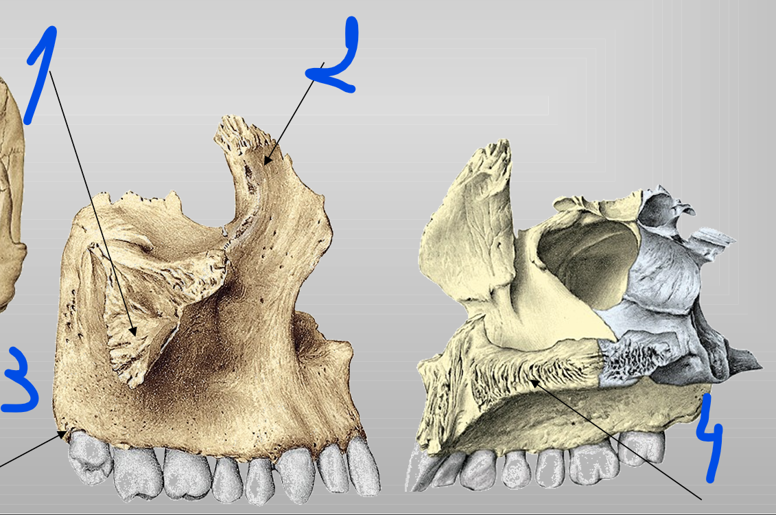<p>3</p>