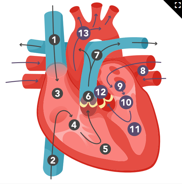 knowt flashcard image