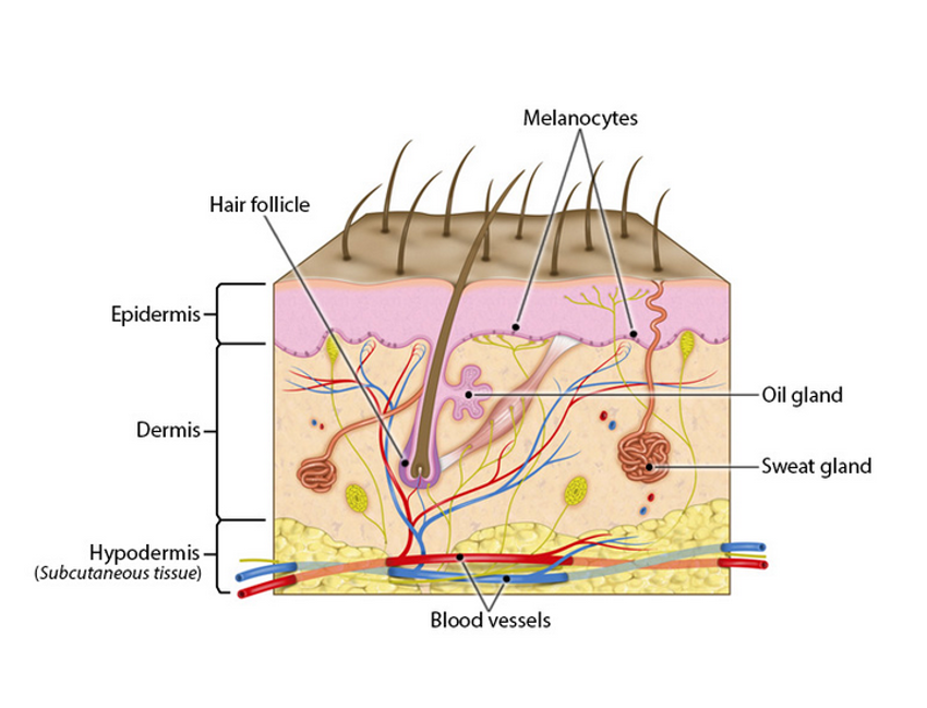 <p>-underlying layers</p><p>-vascular &amp; innervated</p><p>-provides strength and resilience</p><p>-composed of CT</p><p>-contains smooth muscles (associated w/ hair follicles) and nerve fibers to detect and monitor sensory input</p>