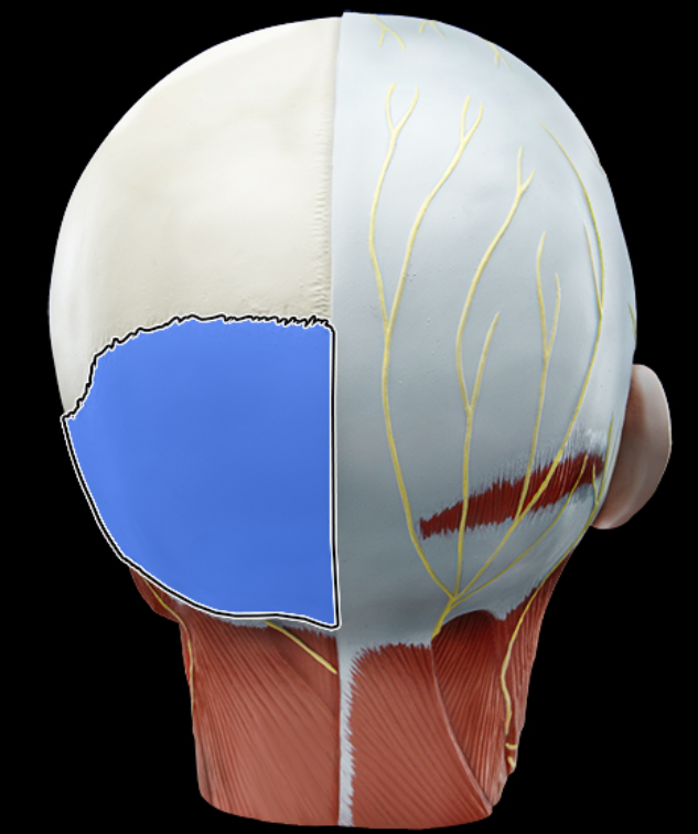 <p>Occipital bone</p>