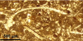 <p>Line of symmetry between two shells</p><p>Long and curved grains</p><p></p>
