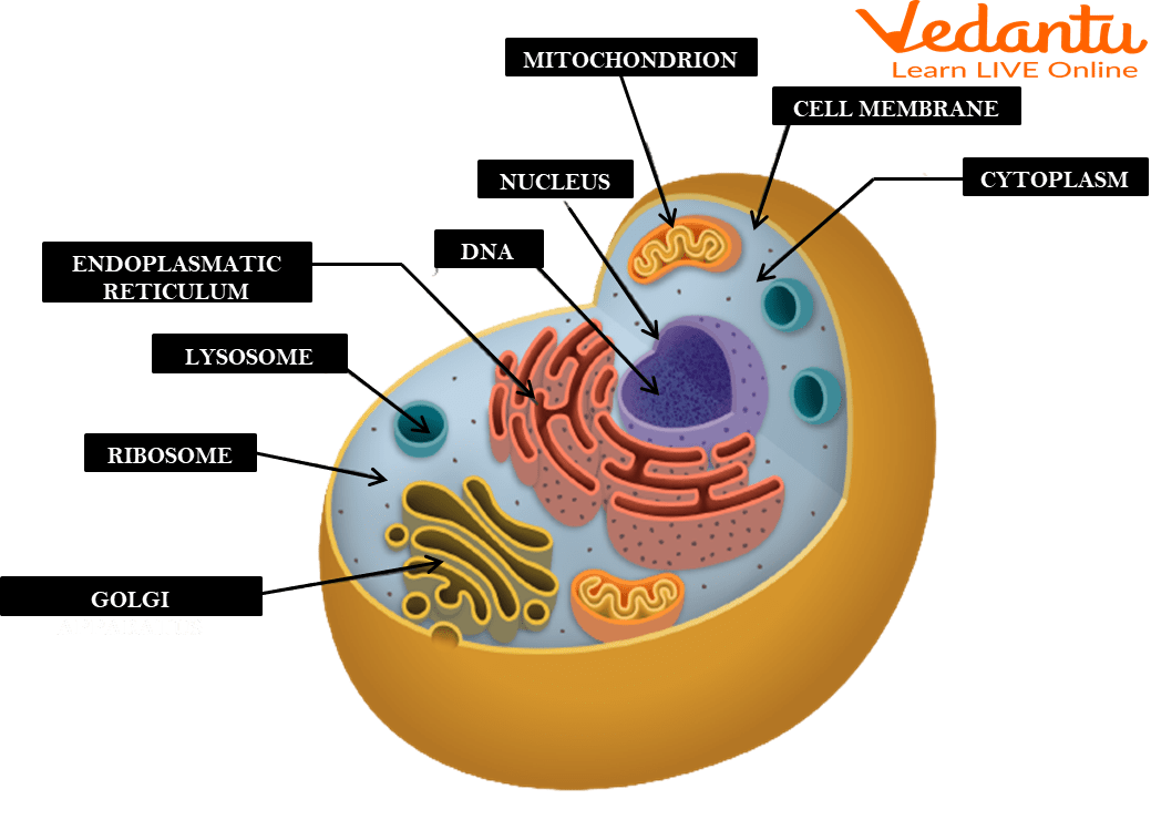 <p>A jelly-like fluid that fills the cell and holds the organelles together.</p>