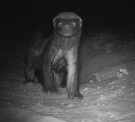 <ul><li><p><span style="background-color: transparent;"><span>Purpose: Monitor elusive or nocturnal species </span></span></p></li><li><p><span style="background-color: transparent;"><span>Method: Using motion-activated cameras (camera traps) or sound-recording devices (acoustic surveys) to capture images or sounds of animals. Often used for species that are hard to observe directly.</span></span></p></li></ul><p></p>