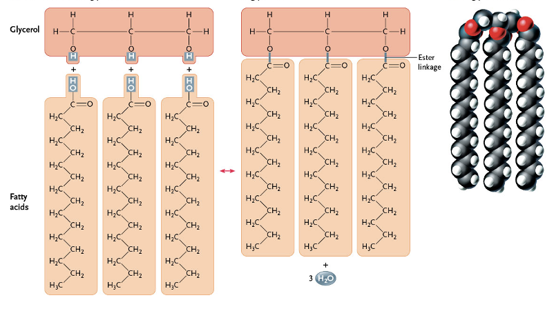 <p>What type of lipid is this? </p>