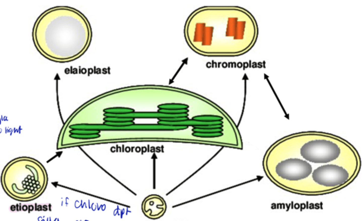 <p>- Precursor of all plastids within an adult plant</p><p>- Small, colorless plastids in undifferentiated regions of the plant body</p><p>- Various kinds of plastids can change from one type to another</p>