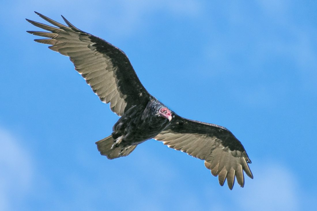 <p>Dark with red head; V-shaped flight profile.</p>