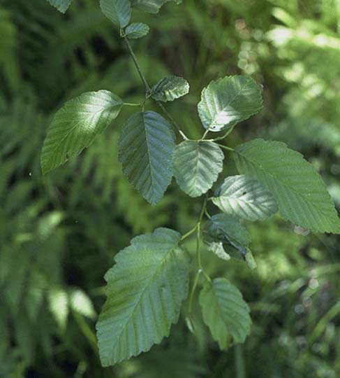 <p>-thin gray bark<br>-smooth leaves with serrated or rounded edges </p>
