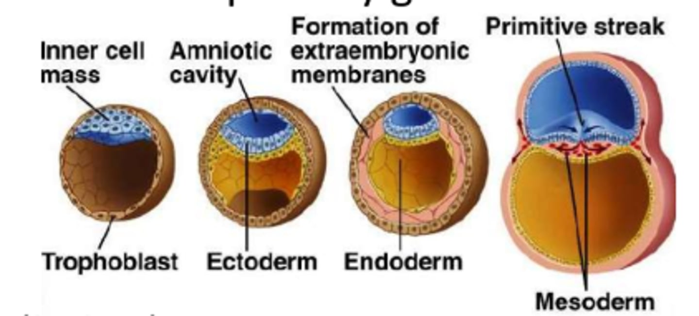 <p>Ectoderm (outer layer)</p><p>Mesoderm (middle layer)</p><p>Endoderm (inner layer)</p>