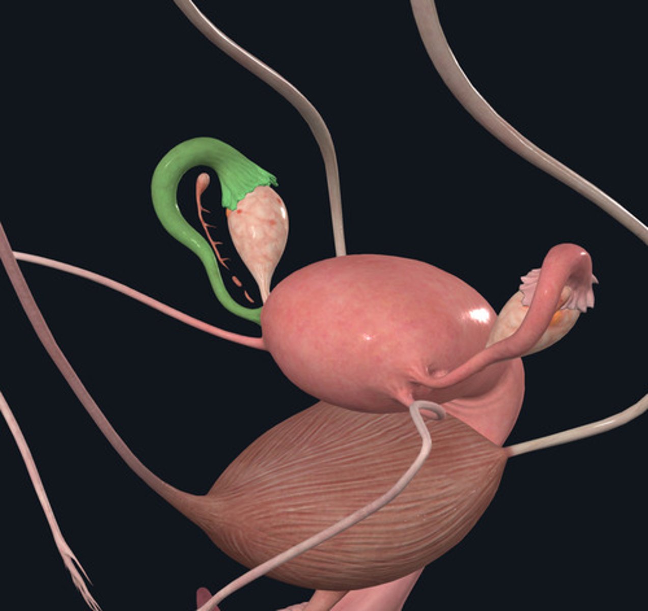 <p>ID Structure Highlighted Green</p>