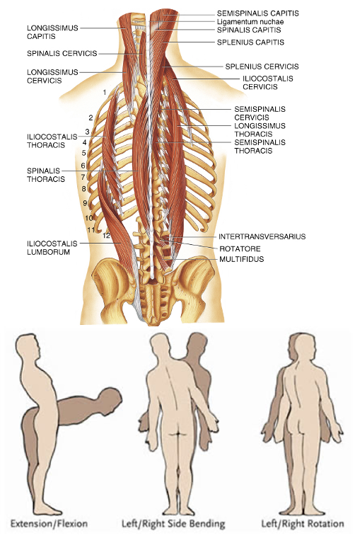 <p><strong>action:</strong> bilaterally- extend vertebrae column</p><p>unilaterally- rotate vertebrae column, lateral flexion</p>