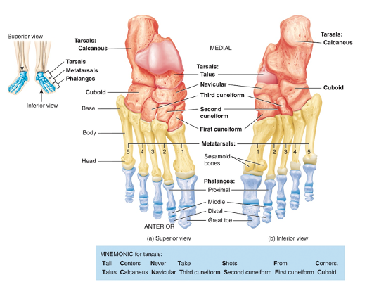 <p>exactly like those of the hand</p><p>The big toe has a proximal and distal phalanx and the other toes have a proximal, middle and distal phalanx</p>