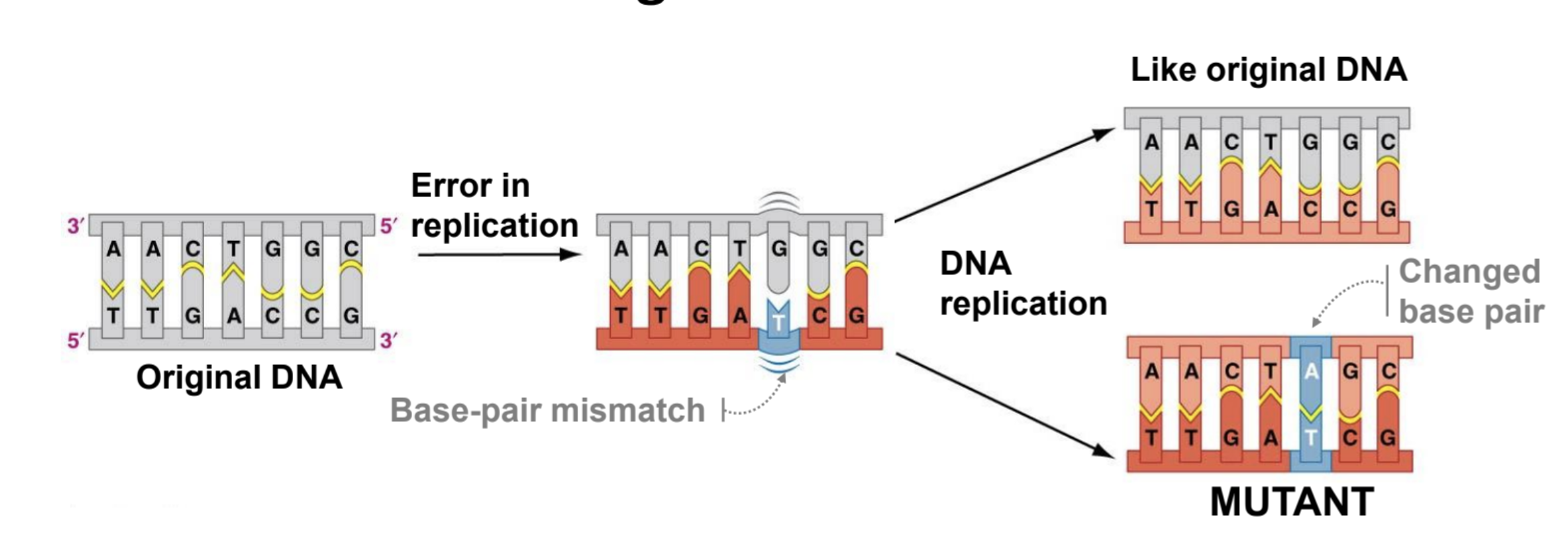 <p>Mutant, Nonmutant</p>