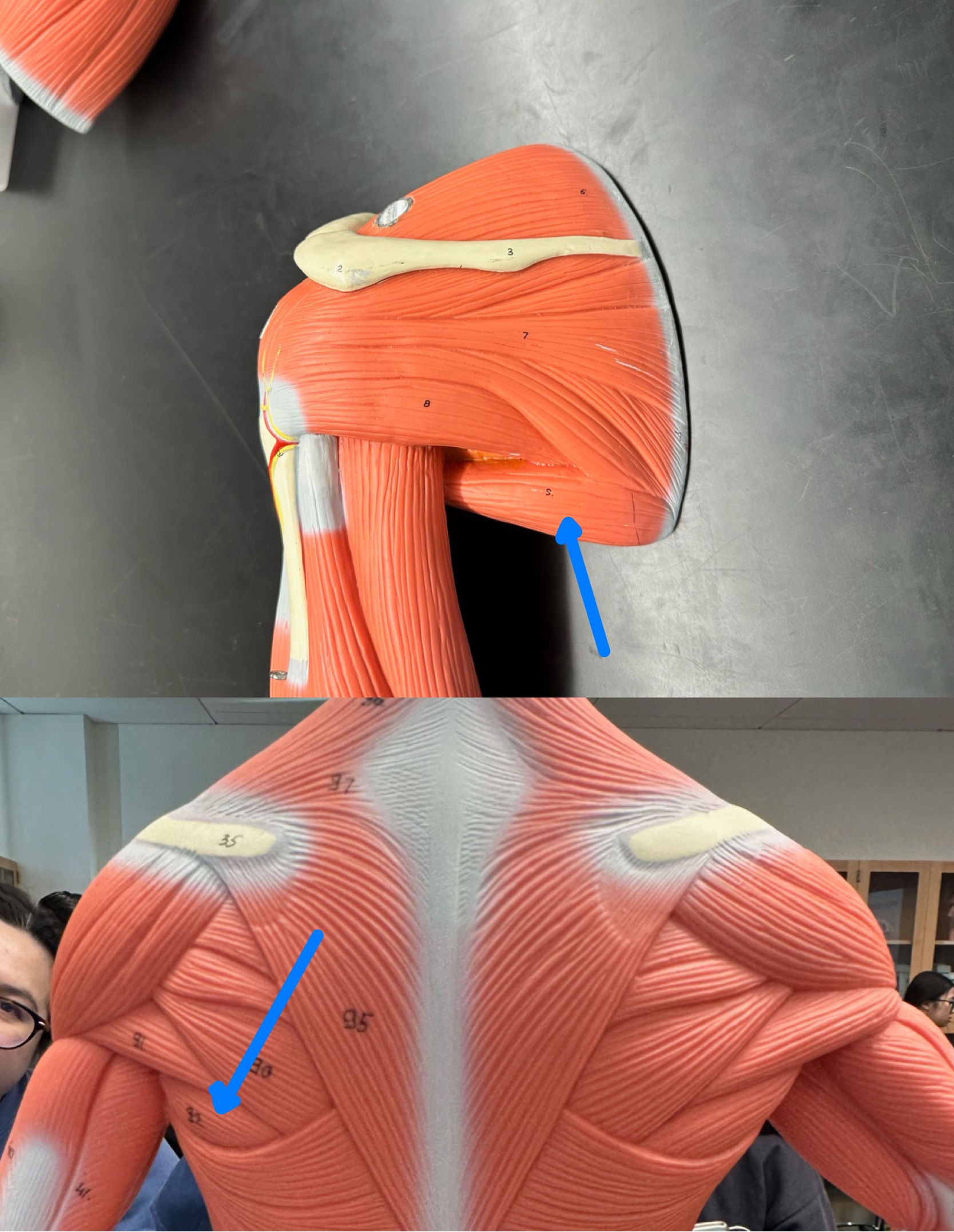 <p>ID muscle</p>