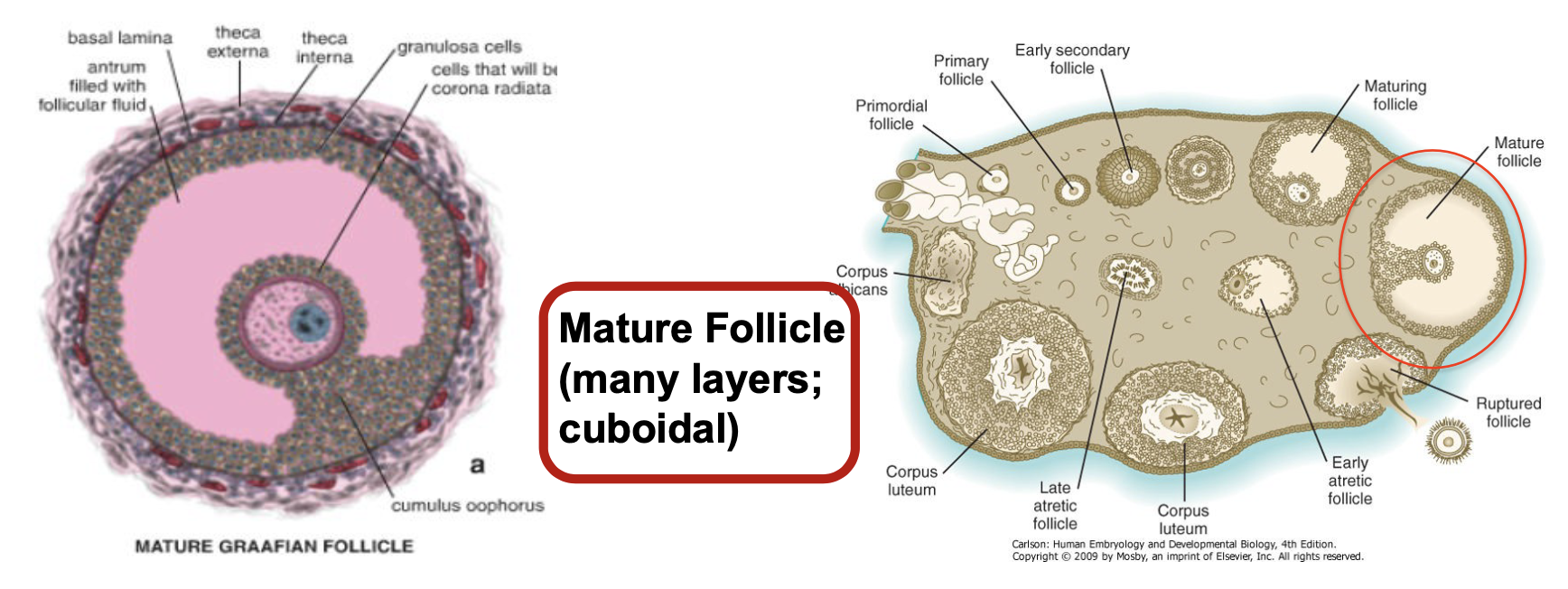 * many layers; cuboidal
* @ puberty, follicle enlarges
* Secondary oocyte arrested in Metaphase II until fertilization
* Antrumm very large
* Cumulus oophorus evident
* Corona radiata surrounds the mature secondary oocyte
* Thecal layers aare prominent