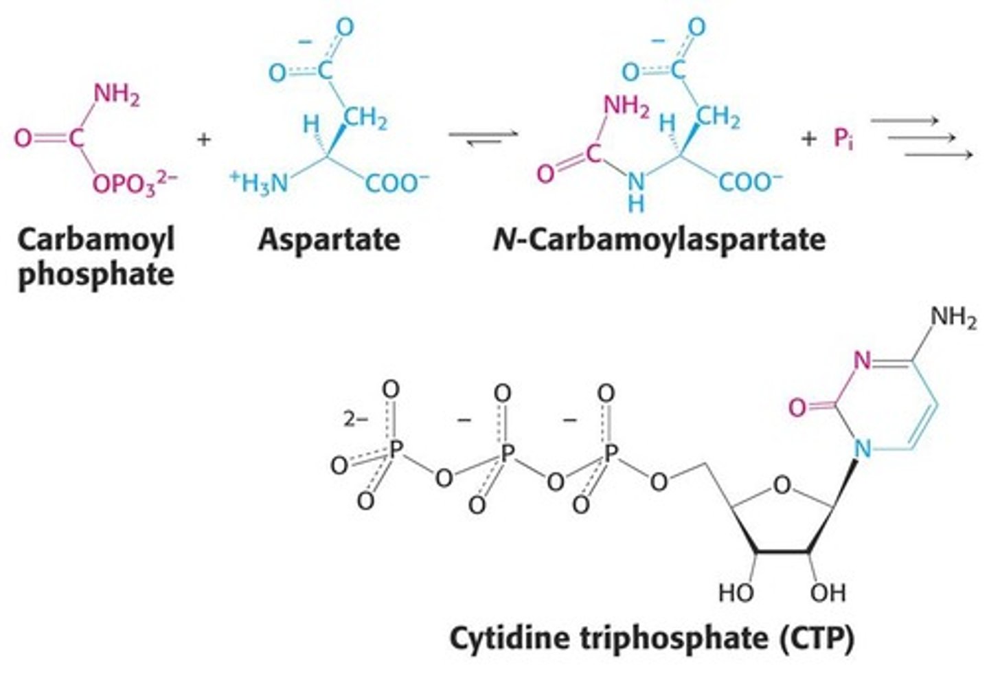 <p>This enzyme adds aspartate to Carbamoyl Phosphate to produce carbamoyl aspartate.</p><p>Carbamoyl phosphate + Aspartate --&gt; Pi + Carbamoyl Aspartate</p>