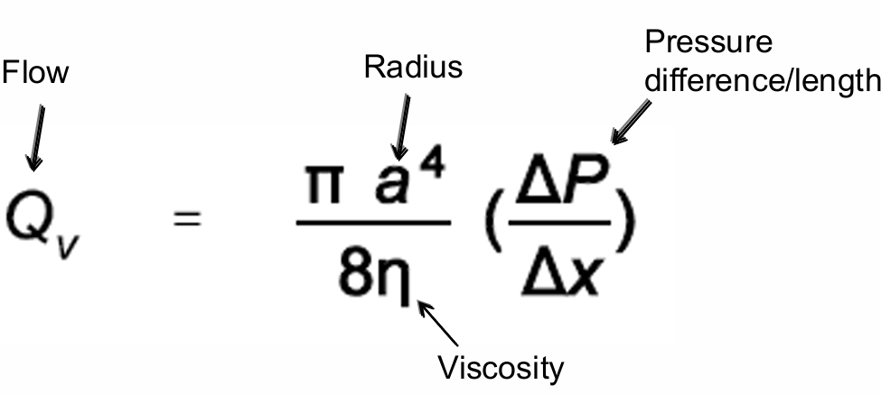 <p>steady-state laminar flow in long narrow tubes</p>