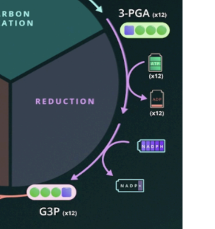 <p>2nd step Calvin Cycle</p>