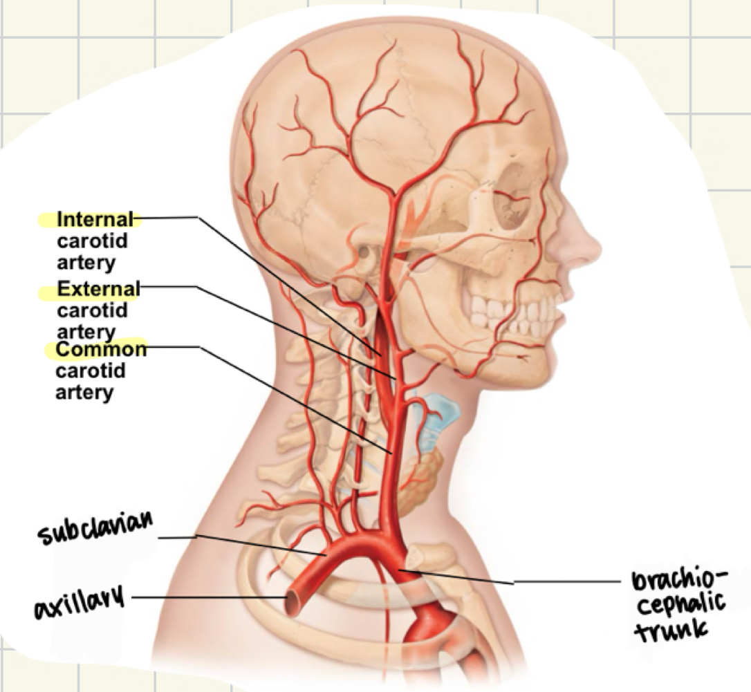 <ul><li><p>common carotid</p><ul><li><p>internal carotid: to the brain</p></li><li><p>external: face and scalp</p></li></ul></li></ul>