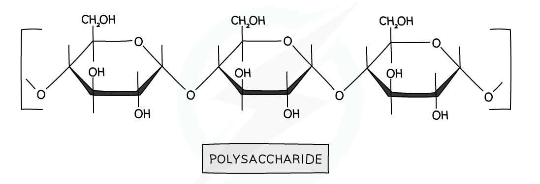 Diagram of a polysaccharide showing the glycosidic linkages (-O-) binding the monomers together