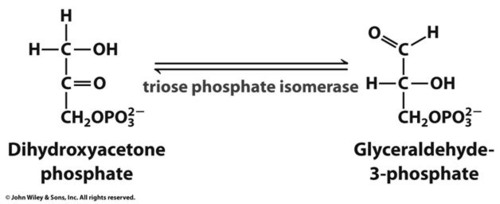 <p>INVESTMENT/PREPARATORY PHASE STEP 5: Isomerization of DHAP to G3P</p>