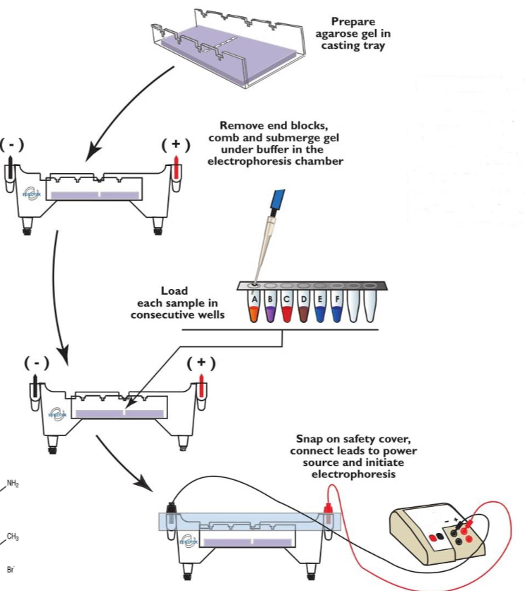 <ul><li><p>DNA fragments are separated into different lengths</p></li><li><p>DNA is negative so moves towards the positive electrode in a gel</p></li><li><p>Smaller fragments move faster through the gel</p></li><li><p>DNA binding dye added and detected using UV</p></li><li><p>Bands are seen and can identify no. Of base pairs in each band by how far they travel</p></li></ul><p></p><p>Agarose = low resolution - large fragments</p><p>Polyacrylamide = high resolution - short fragments</p>