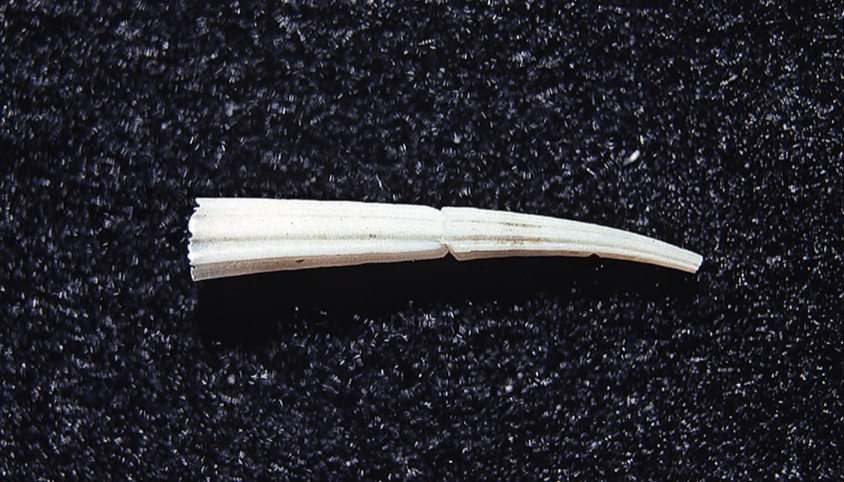 <p>What phylum and class is this organism? What are its habitat and feeding?</p>