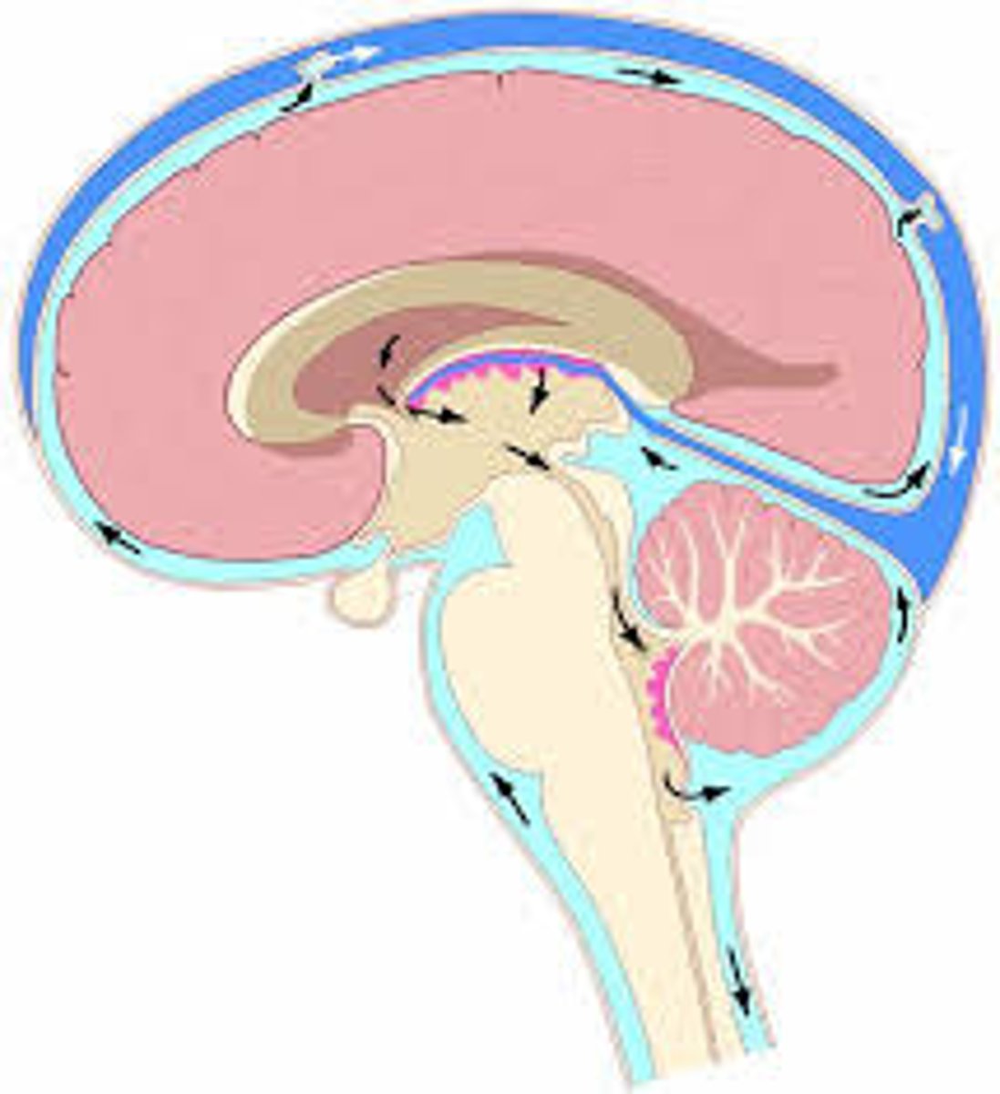 <p>the fluid in the ventricles and around the brain and spinal cord; abbreviated as CSF</p>