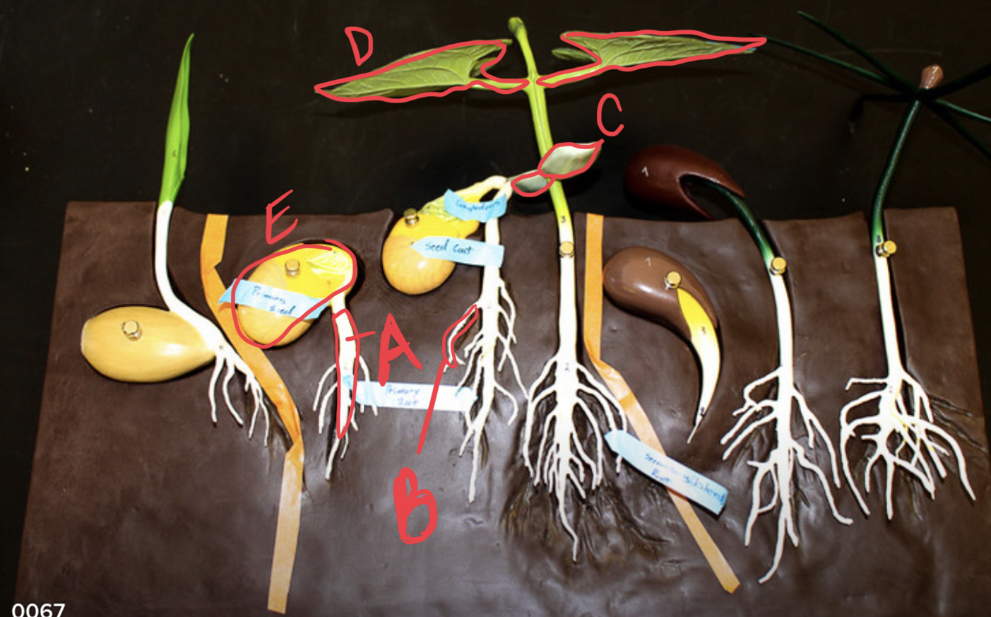 <p>label bean germination</p>