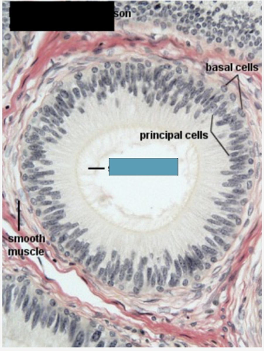 <p>Identify the apical specialization</p>