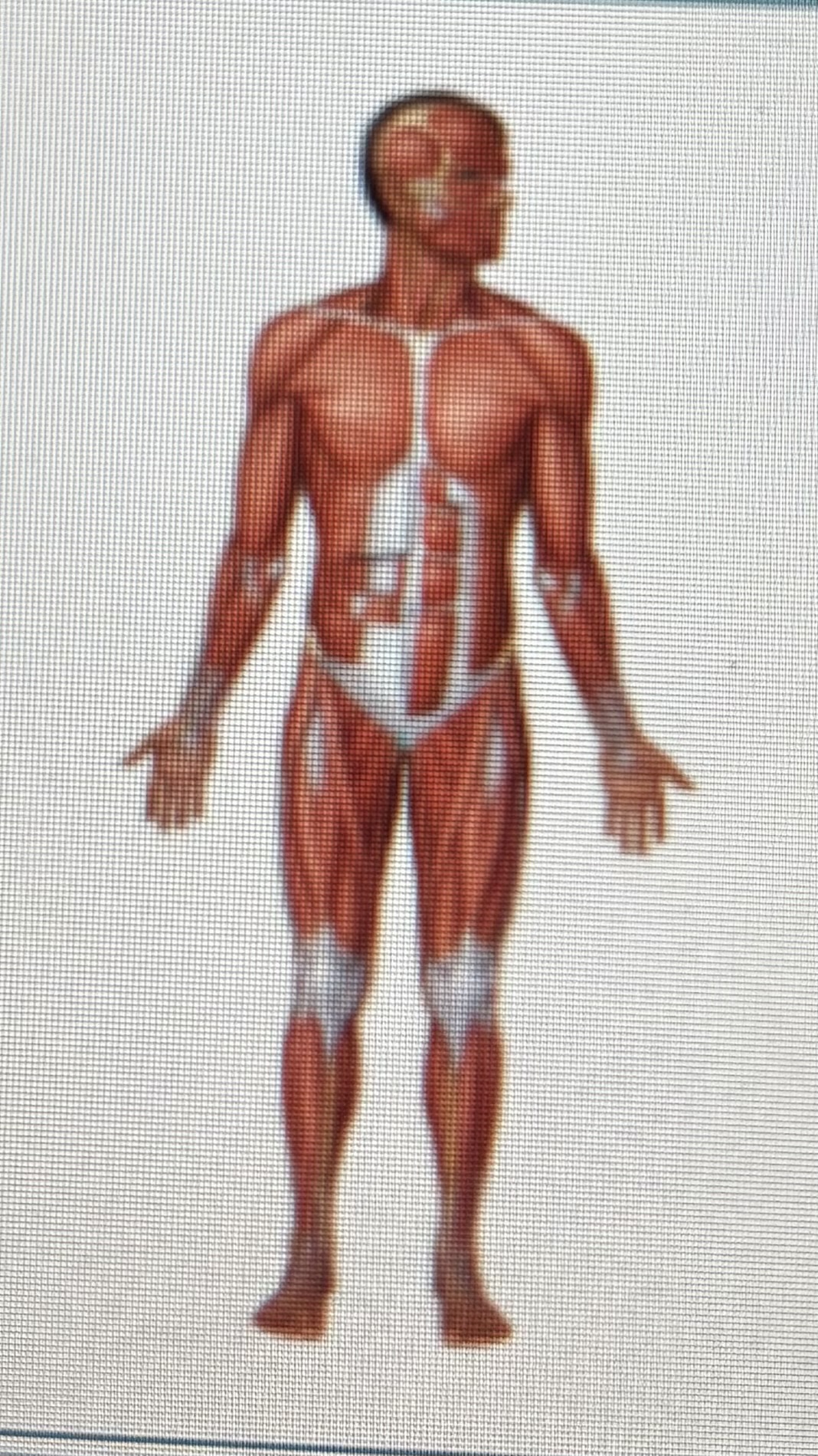 <p>produces movement</p><p>controls body openings</p><p>generates heat</p>
