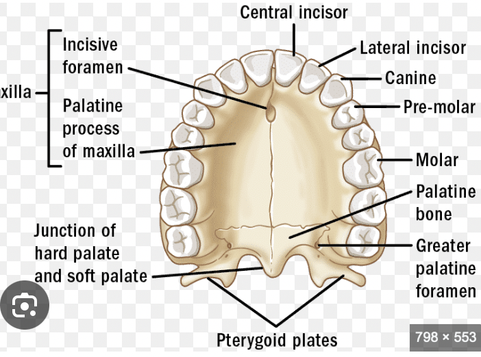<p>Hard palate</p>