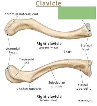 <p>Medial end of the clavicle that articulates with the manubrium of the sternum</p>