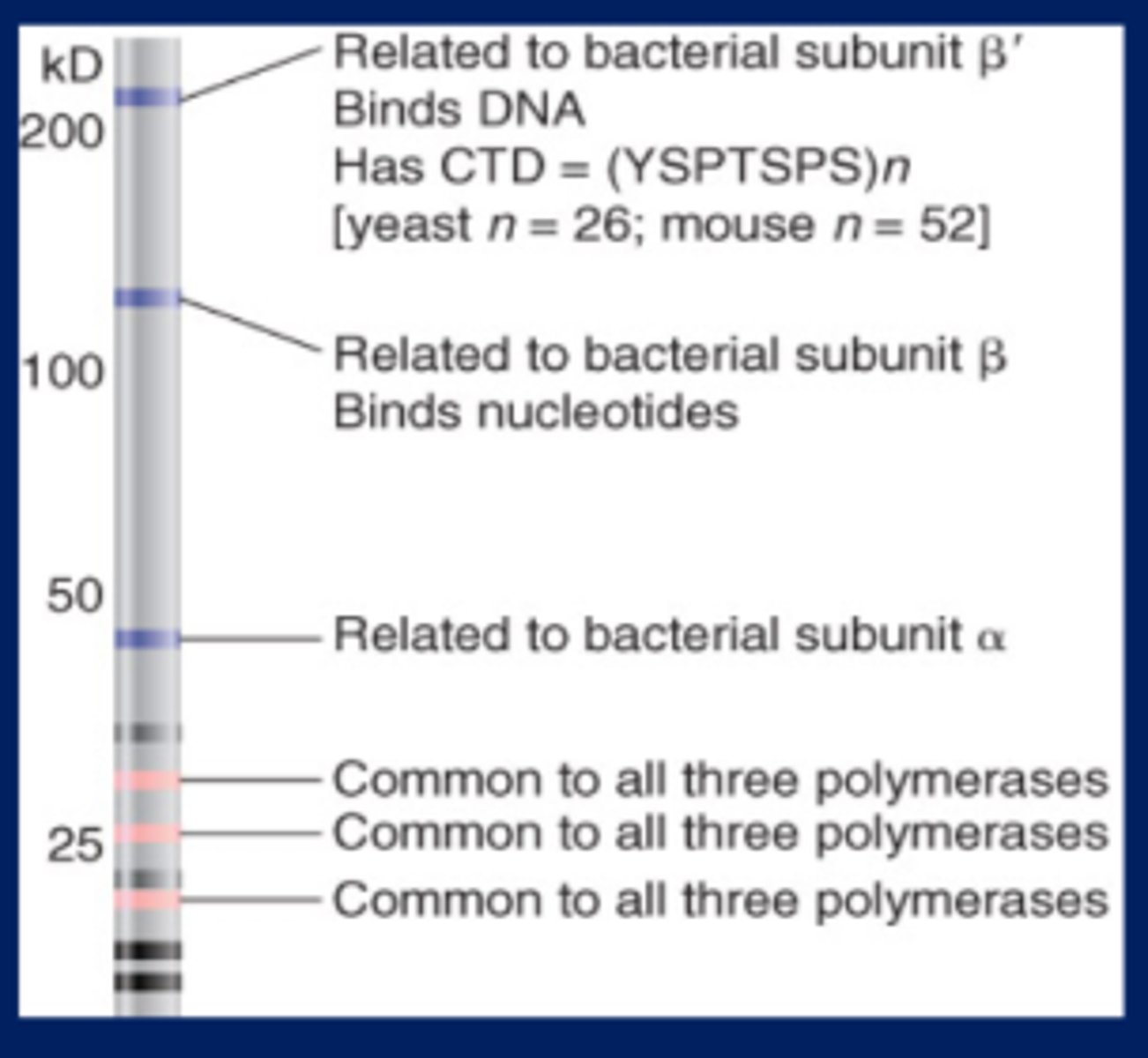 <p>All eukaryotic RNA polymerases have ~12 subunits and are aggregates of ~500 kD</p><p>-Some subunits are common to all three RNA polymerases</p><p>-The largest subunit in RNA polymerase II has a CTD (carboxy-terminal domain) consisting of multiple repeats of a heptamer</p><p>-This drawing is a simulation of purified yeast RNA polymerase II run on an SDS gel to separate the subunits by size</p>